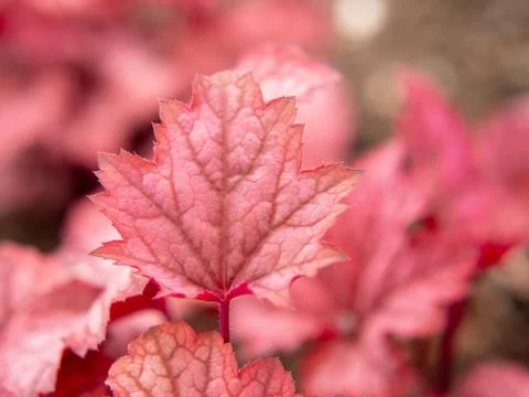 Red leaf in the garden Foto stock
