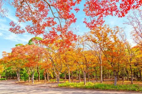 Red leaf garden Stock Photos