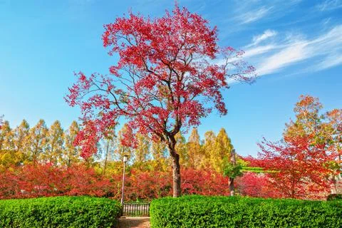 Red leaf garden Stock Photos