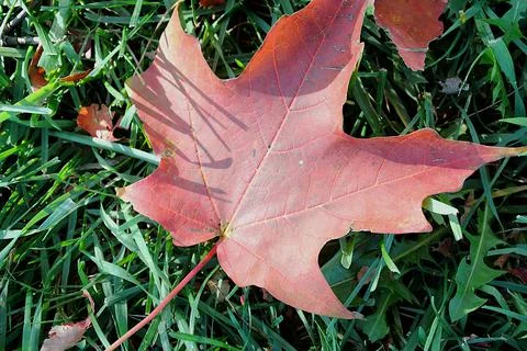 Red Leaf on Grass in Carpenter Park Stock Photos