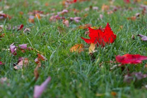 Red Leaf in Grass Stock Photos