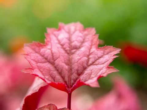 Red leaf on green background Stock Photos