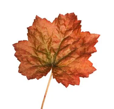 Red leaf with handle isolated on a white background. Foto stock