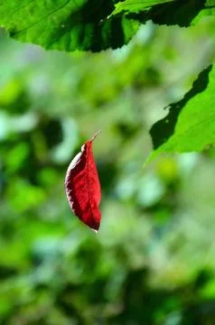 Red leaf hangs on the web among green leaves Stock Photos