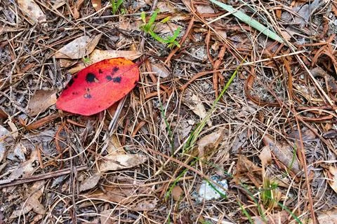 Red Leaf Has Fallen onto a Forest Trail Floor Stock Photos