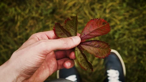 Red leaf holding in hand Stock Footage 258573441