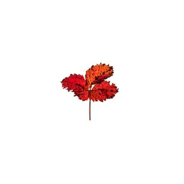Red leaf isolated on white background 스톡 사진