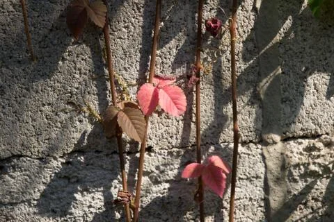 Red leaf of Ivy tree on old cement wall Stock Photos