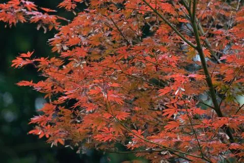 Red Leaf Japanese Maple Tree in November Stock Photos