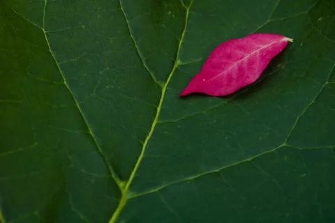 Red leaf on leaf Stock Photos