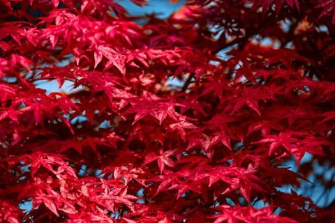 Red leaf. Leaf texture background Stock Photos