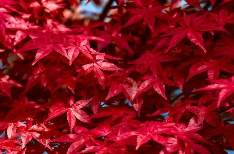 Red leaf. Leaf texture background Stock Photos