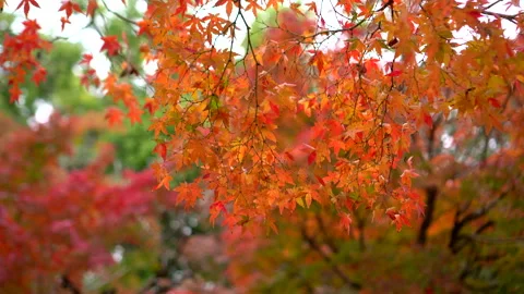 Red leaf leaves maple autumn Japan background natural tree Stock Footage 295665788