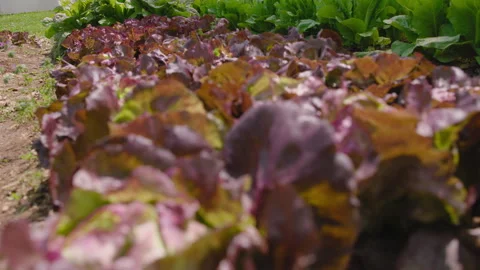 Red Leaf Lettuce on Farm, Rack Focus Stock Footage 312006606