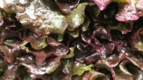 Red Leaf Lettuce Vídeo Stock 84940365