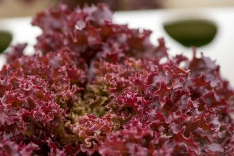 Red leaf lettuce hydroculture Stock Photos
