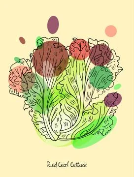 Red leaf lettuce Stock Illustration