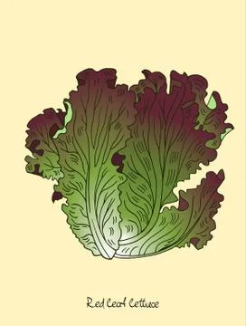 Red leaf lettuce Stock Illustration
