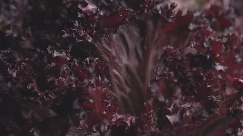 Red leaf lettuce, lollo rosso salad, food background rotating UNGRADED Stock Footage 119402966