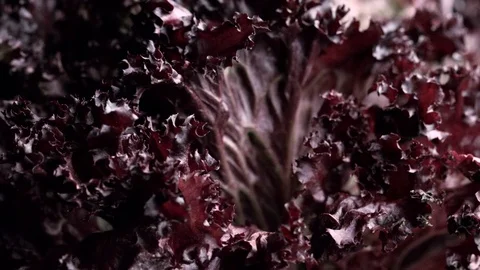Red leaf lettuce, lollo rosso salad, food background rotating Stock Footage 119403095