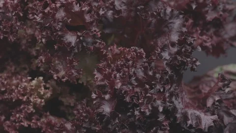 Red leaf lettuce, lollo rosso salad, food background rotating UNGRADED Video stock 119403244