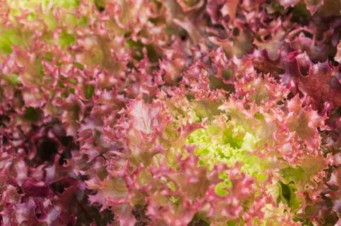 Red Leaf Lettuce or Red Coral for Diet Health Close Up Photos