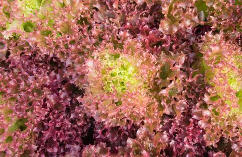 Red Leaf Lettuce or Red Coral for Diet Health Stock Photos