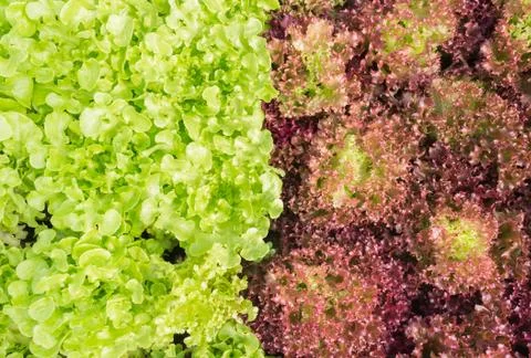 Red Leaf Lettuce or Red Coral and Green Oak Lettuce for Diet Health Stock Photos