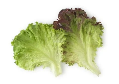 Red leaf lettuce Stock Photos