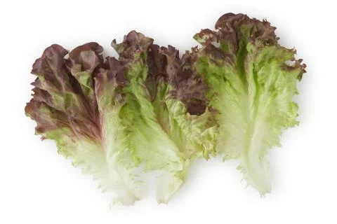Red leaf lettuce Stock Photos