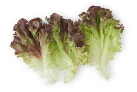 Red leaf lettuce Foto stock