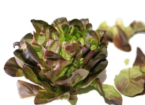 Red leaf lettuce Foto stock