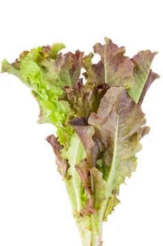 Red leaf lettuce Stock Photos