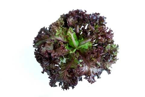 Red Leaf Lettuce Stock Photos