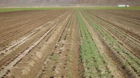 Red Leaf Lettuce Rows with Weeds Stock Footage 94642910