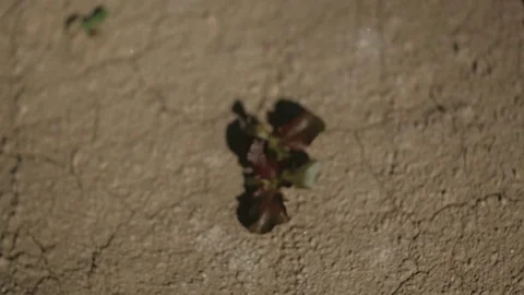 Red Leaf Lettuce Sprout Close Look Stock Footage 94642870