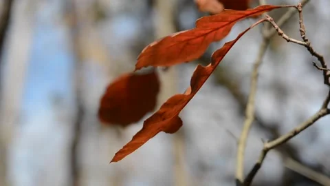 Red leaf lightly blowing in the wind during the fall. Stock Footage 153692715