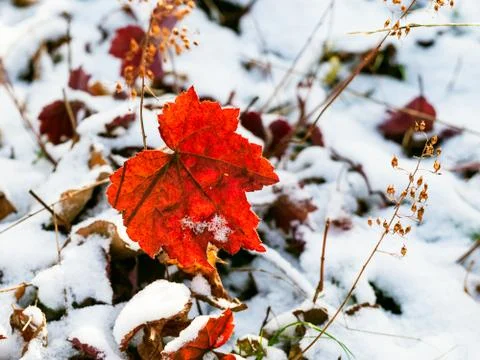 Red leaf lit by sun close up on snowy lawn Stock Photos