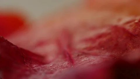 Red leaf macro Stock-Footage 84712186