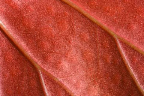 Red leaf macro Stock Photos