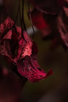 Red Leaf Macro Stock-Fotos