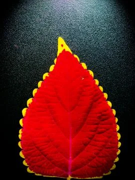 Red Leaf Macro Shot Stock Photos