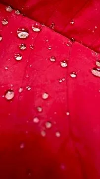 Red leaf macro with water droplets and natural texture background Foto stock