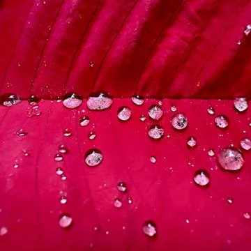Red leaf macro with water droplets and natural texture background Foto stock