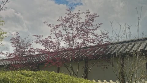 Red Leaf Maple By Roofline And Tiled Eaves, Japanese garden 動画素材 335950804