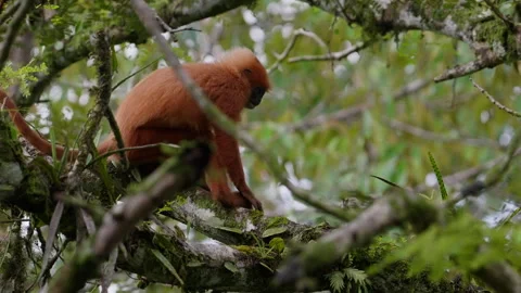Red leaf monkey on a branch Stock Footage 318678160