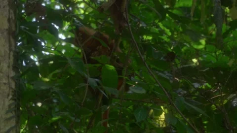 Red Leaf Monkey Feeding In Rainforest Видео 345090548