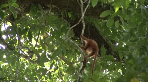 Red Leaf Monkey juvenile climb up liana and sit on thick branch Stock Footage 56687169