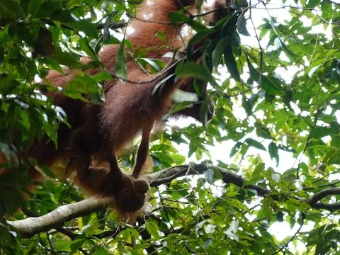 Red Leaf Monkey in Rainforest Canopy at Bukit Lawang Indonesia Fotos Stock