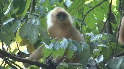 Red Leaf Monkey sit on branch in rainforest eating leaf portrait Stock Footage 56686085